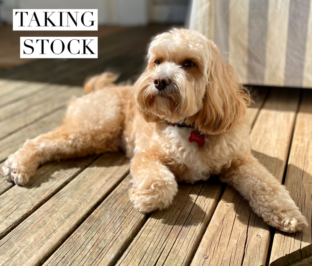 an apricot coloured cavoodle lying on a wooden deck in a sunny spot 