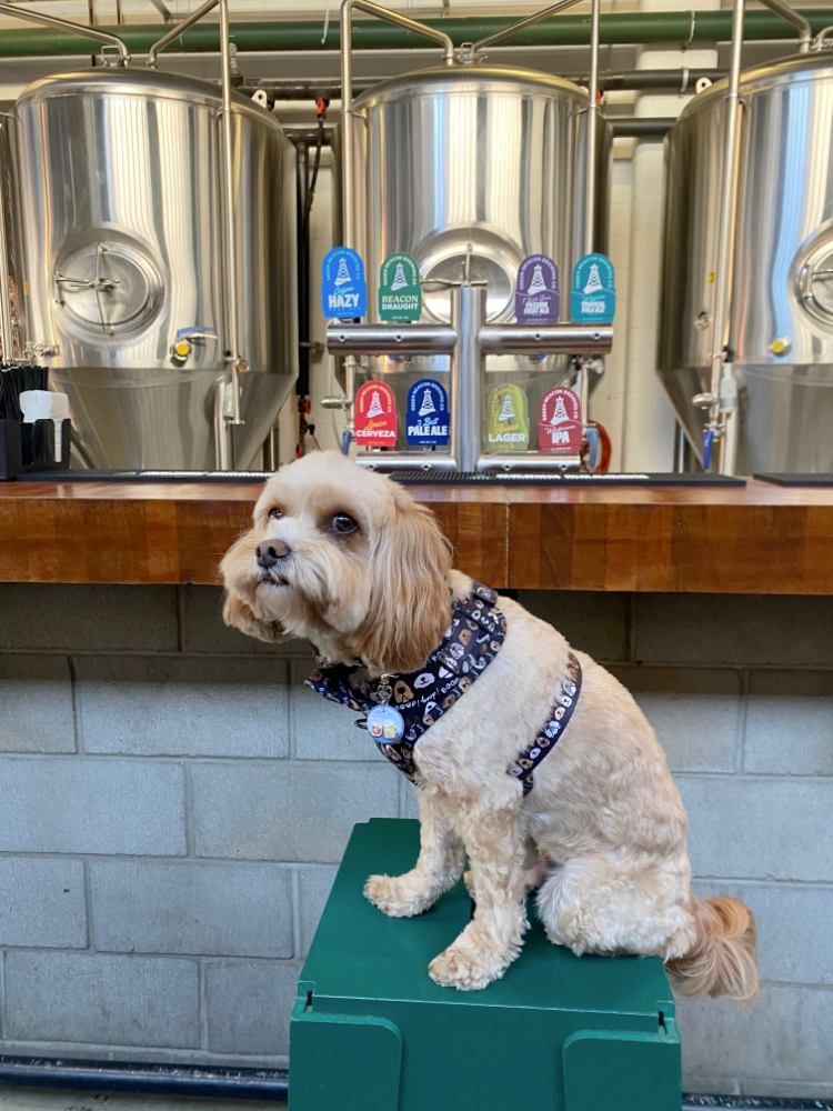 a cavapoo sitting on a stool in front of a bar with beer pumps and large vats in the background