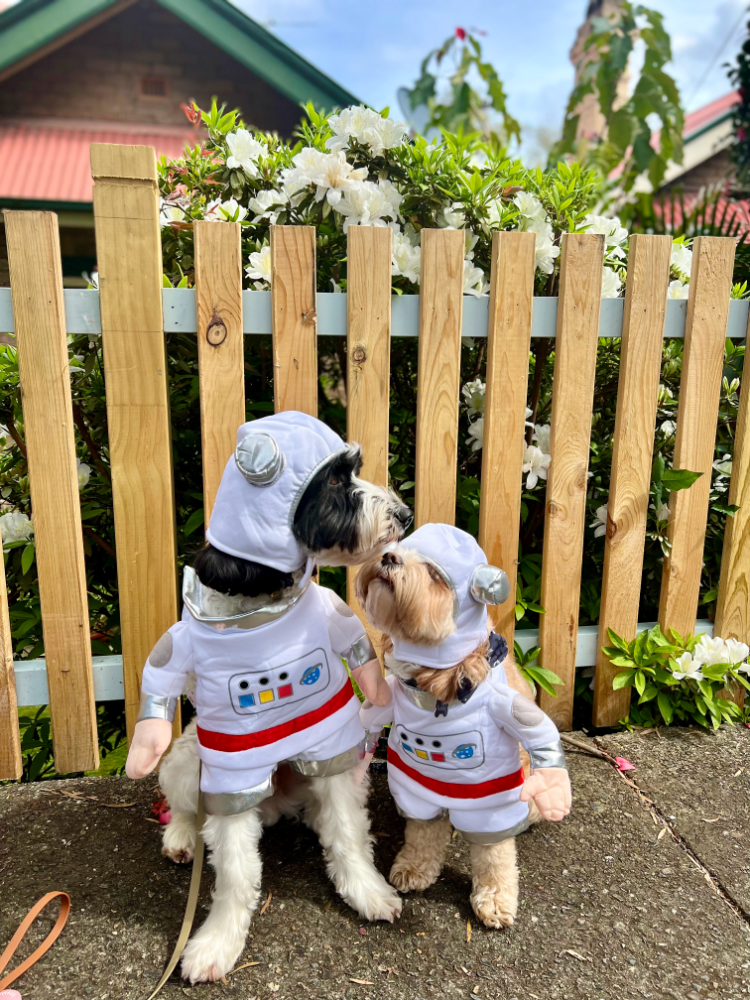 a black and white labradoodle and an apricot cavoodle wearing space suits giving each other a kiss