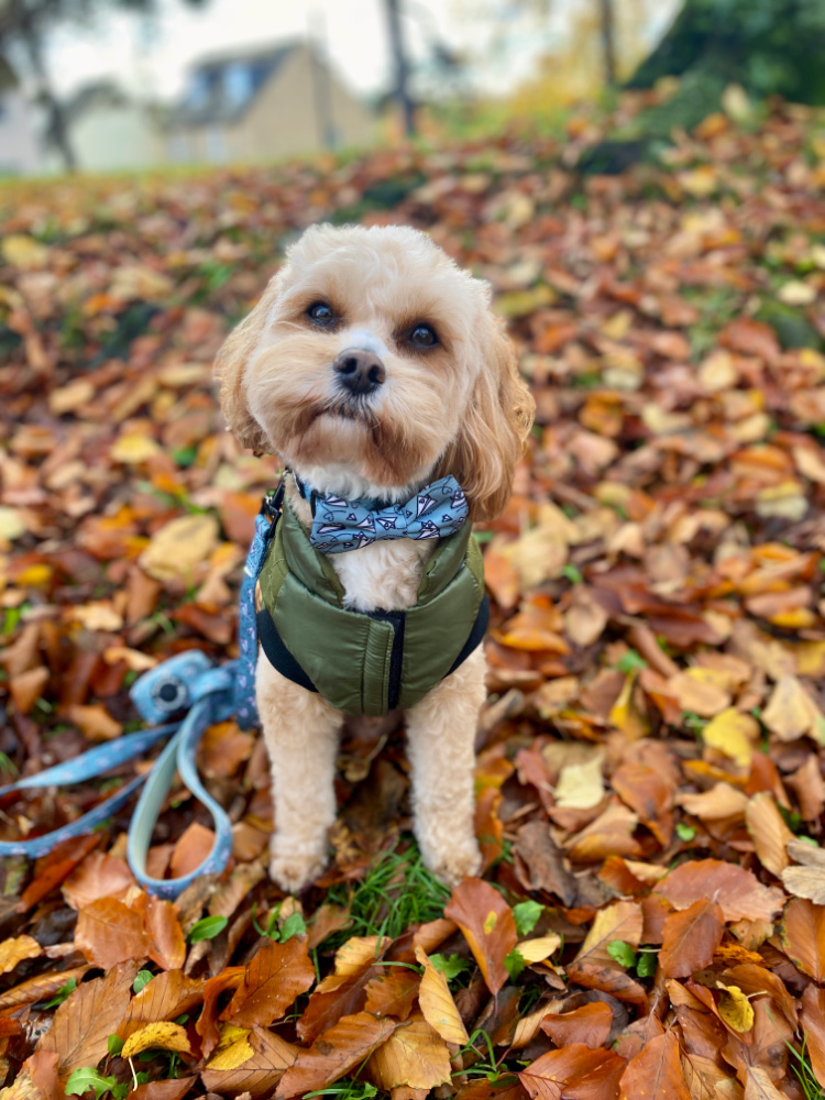 a small cavoodle wearing a khaki coat sitting in a bed of autumn leaves