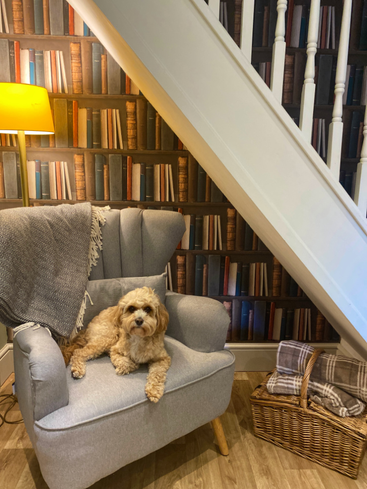 A cavoodle sitting on a winged chair under a book lined alcove under the stairs