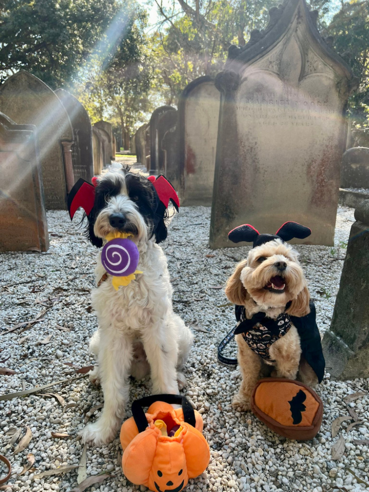a labradoodle and a cavoodle in a graveyard with toy pumpkins at their feet