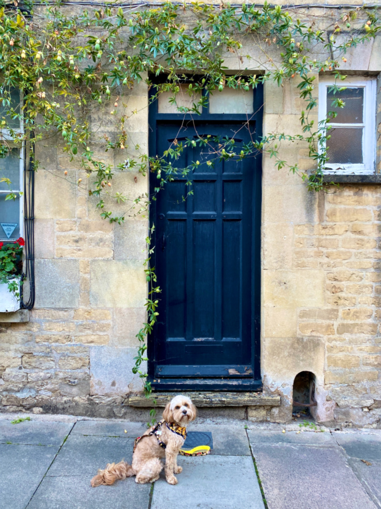 cavoodle sitting in front of an old stone house with a black doorway