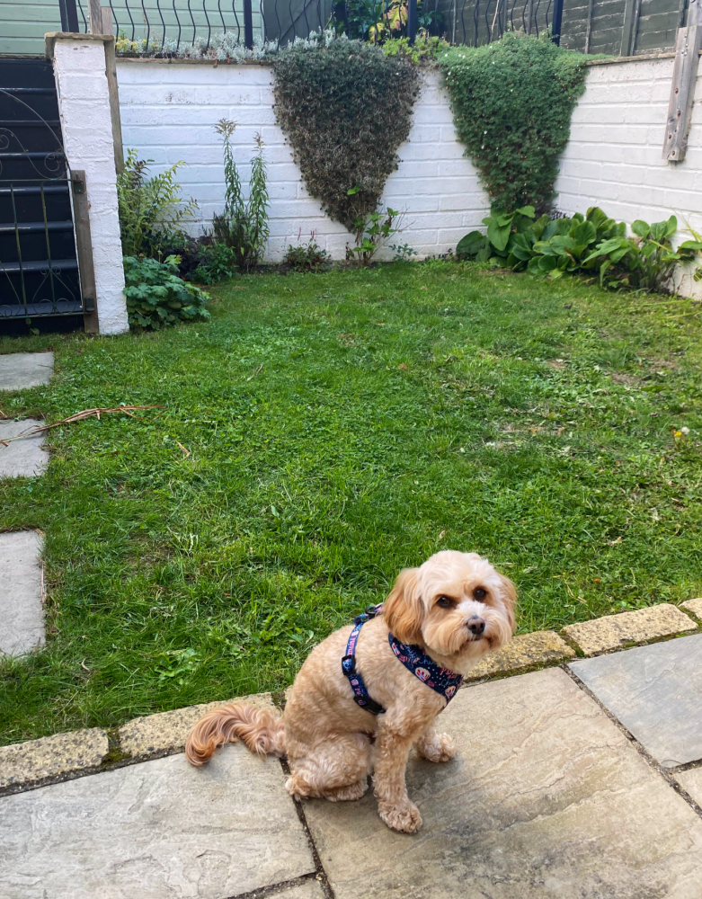 a ruby cavoodle sitting in a garden