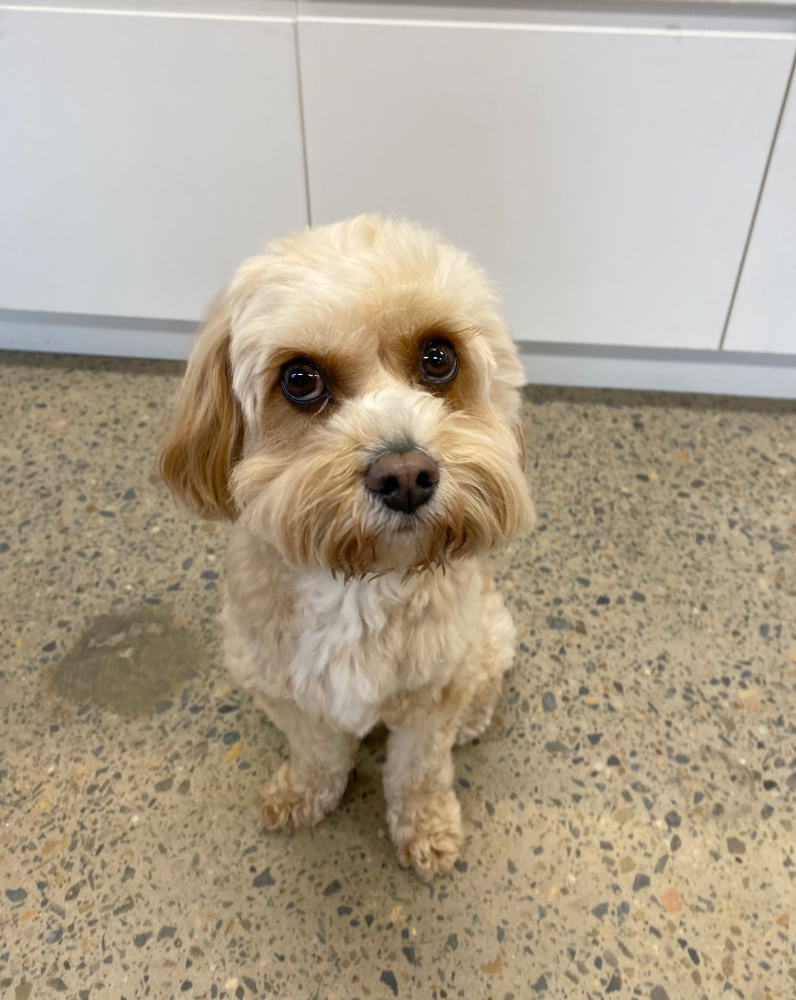 a small ruby cavapoo looks at the camera with big puppy dog eyes