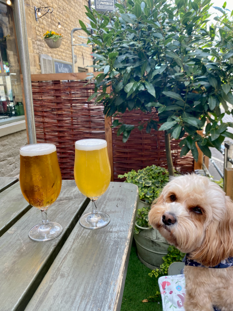a cavapoo looking longingly at two beers on a wooden picnic table