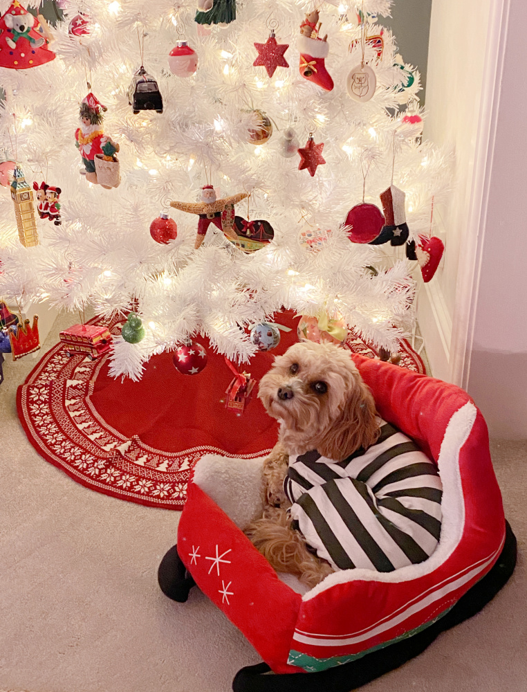 a cavoodle wearing striped pyjamas lying in a sleigh shaped dog bed under a white christmas tree