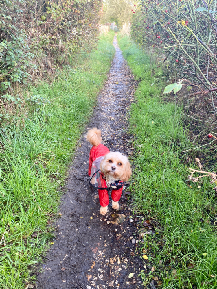 dog standing on a country lane wearing an all in one red rain suit