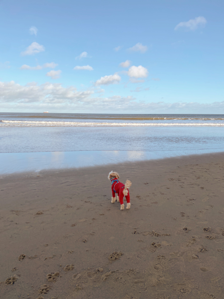 Dog on beach looking out to sea