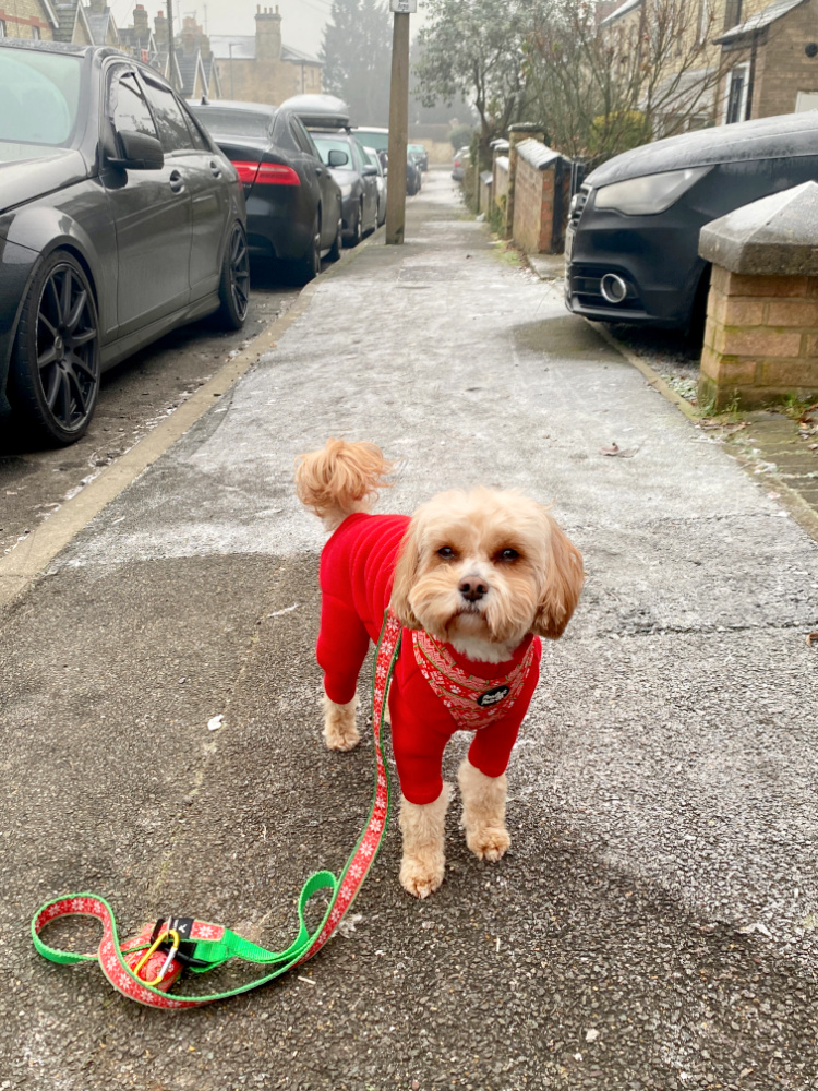 Dog wearing red onesie looking at camera in a street full of frost