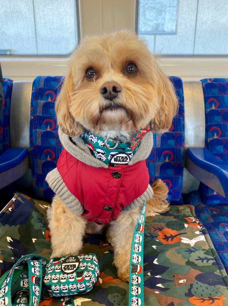 cavapoo wearing a red jacket sitting on the seat on the tube