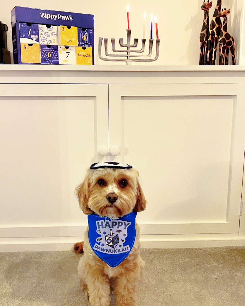 a cavapoo wearing a kippah and a blue bandana in front of a menorah