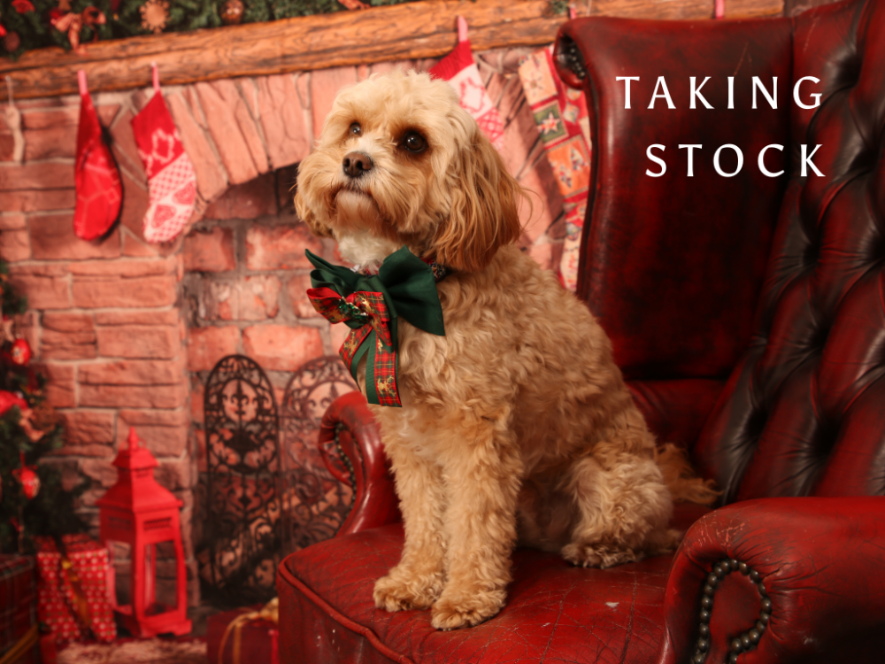a cavapoo sitting on red leather armchair looking at the camera