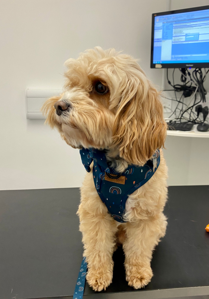 apricot cavapoo in a navy harness sitting on  a vet table looking away from the camera