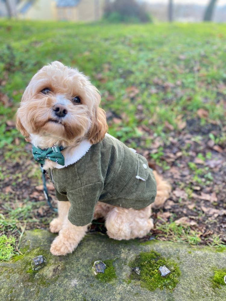 cavoodle sitting looking at the camera wearing a green fur lined corduroy jacket and a green bow tie