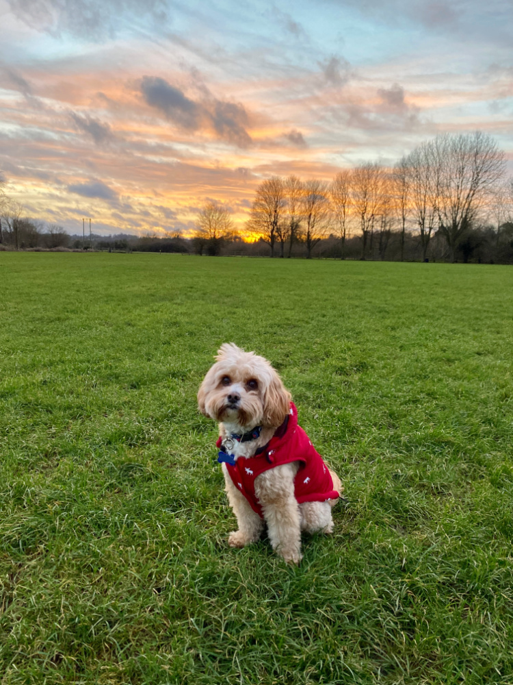 An apricot cavapoo in a red jacket sitting on the grass with a sunset sky in grey and orange behind him