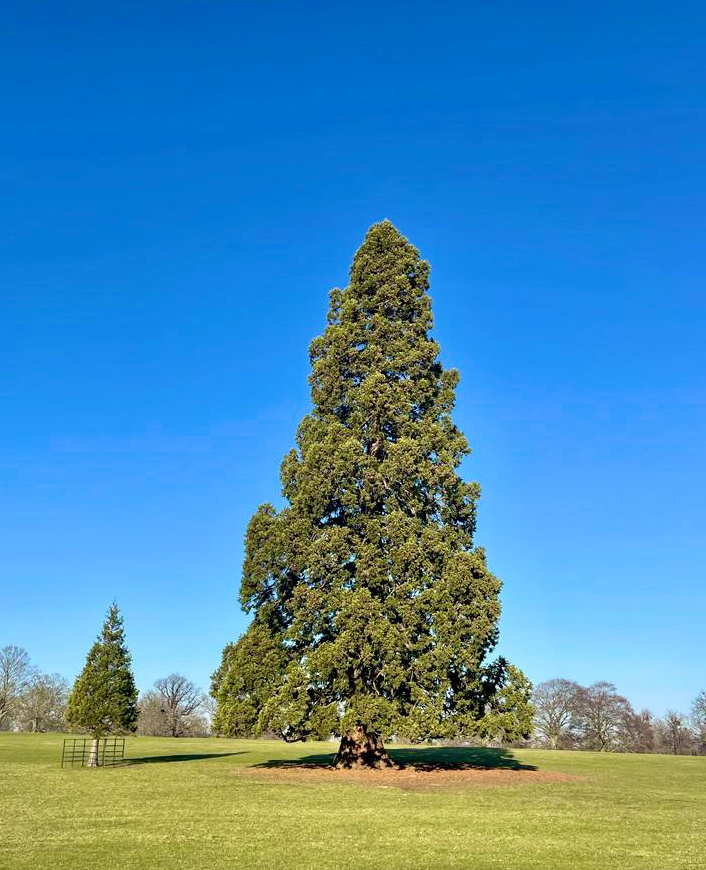 huge fir tree against a bright blue sky