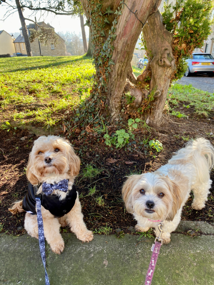 two small dogs looking at the camera standing on grass by the roots of a tree