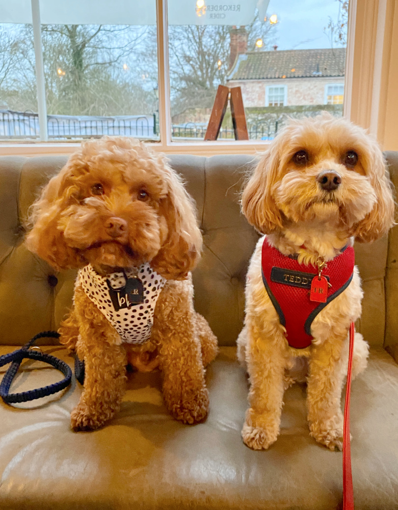 two little light brown cavoodles sitting next to each other on a seat