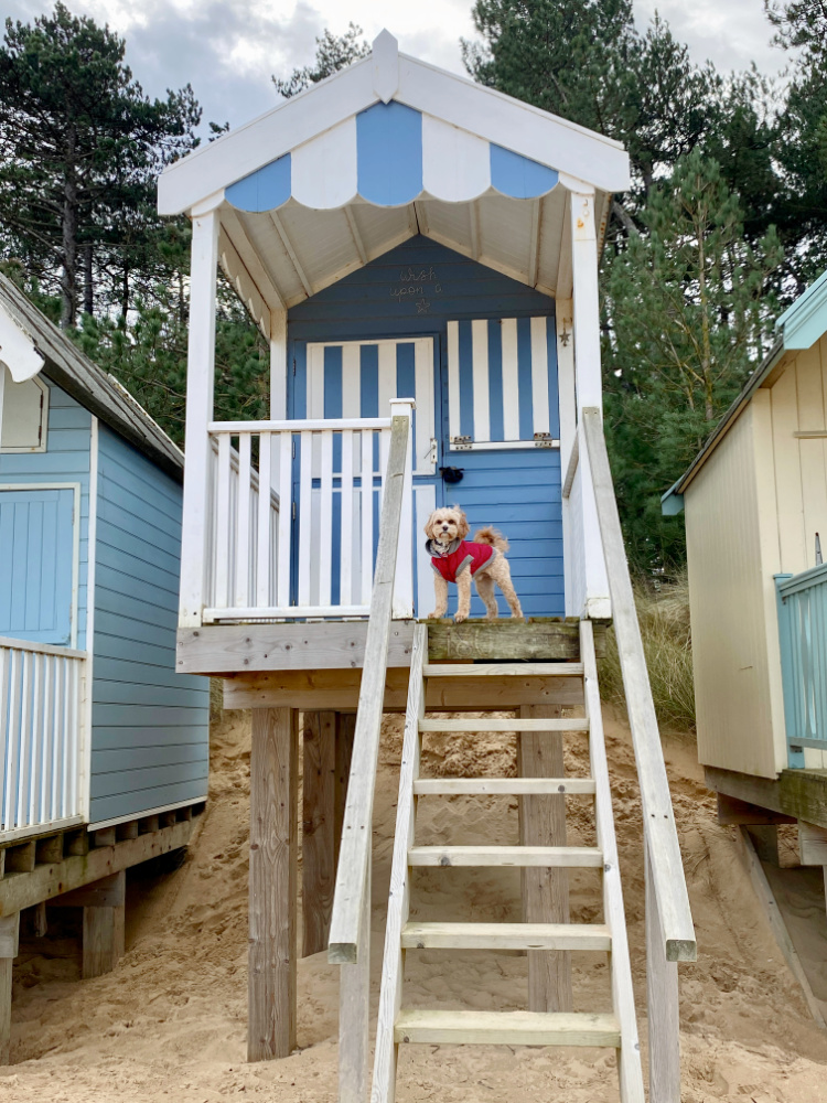 a dog standing at the top of the steps on a blue and white striped beach hut