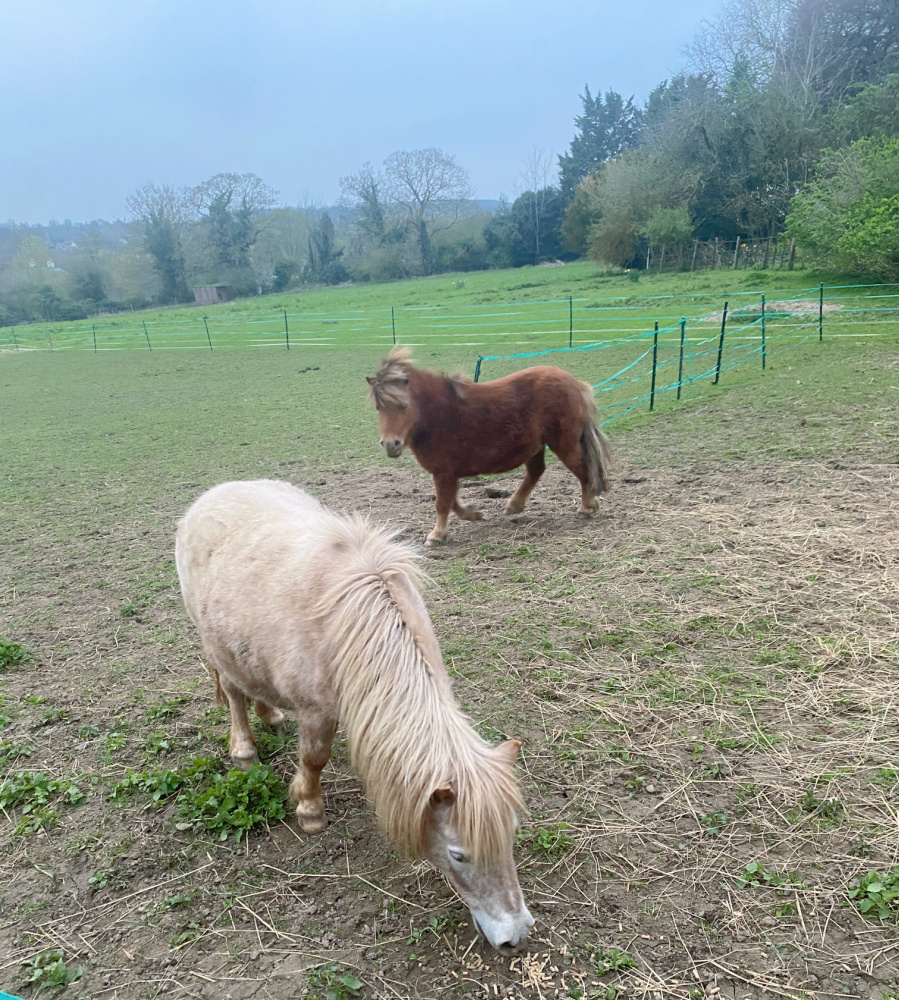 a white pony in the foreground eating grass and a brown pony standing behind