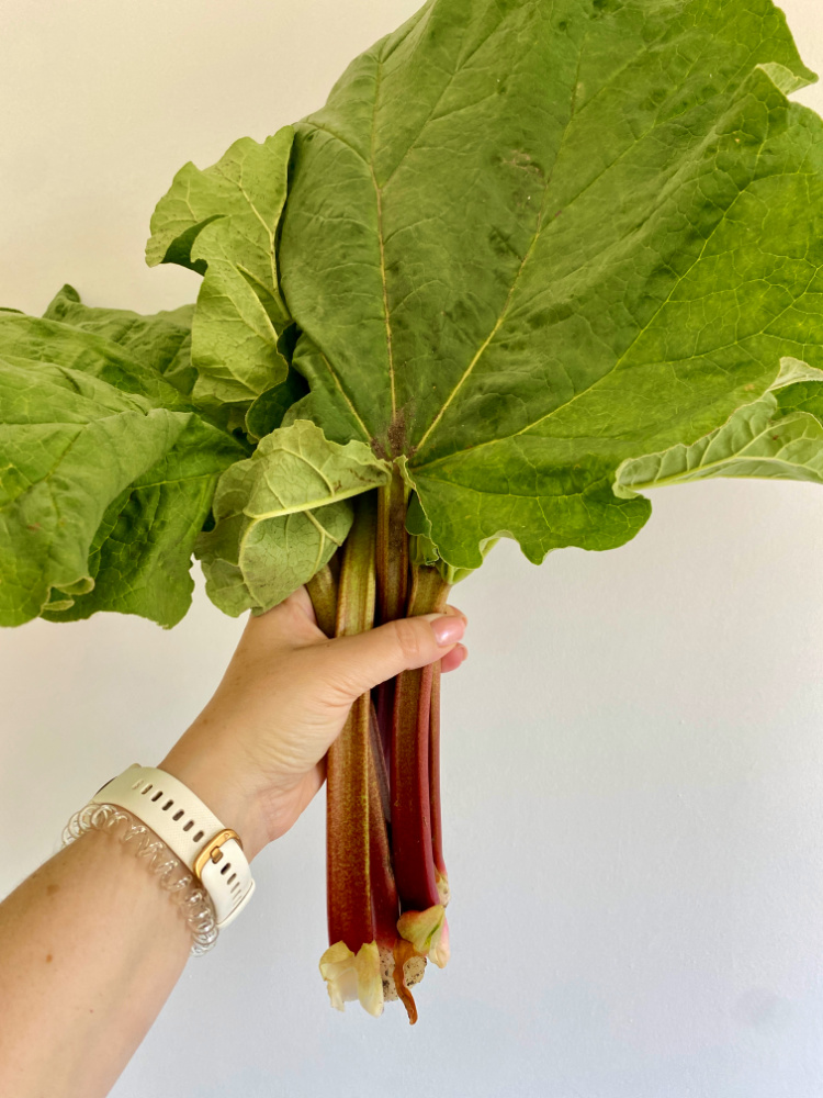 hand holding up freshly picked rhubarb stalks with leaves