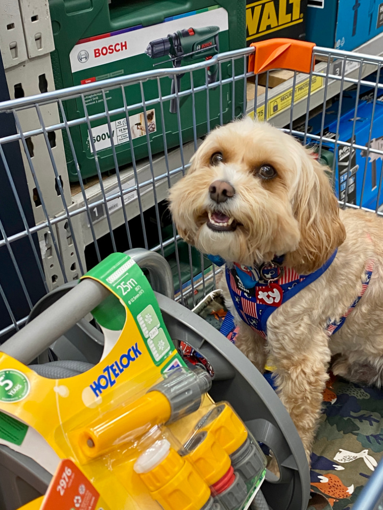 smiling dog sitting in a trolley at a diy store