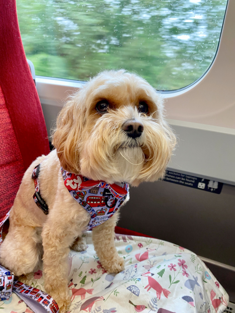 an apricot coloured cavapoo with a union jack bow tie sitting on a train seat next to the window