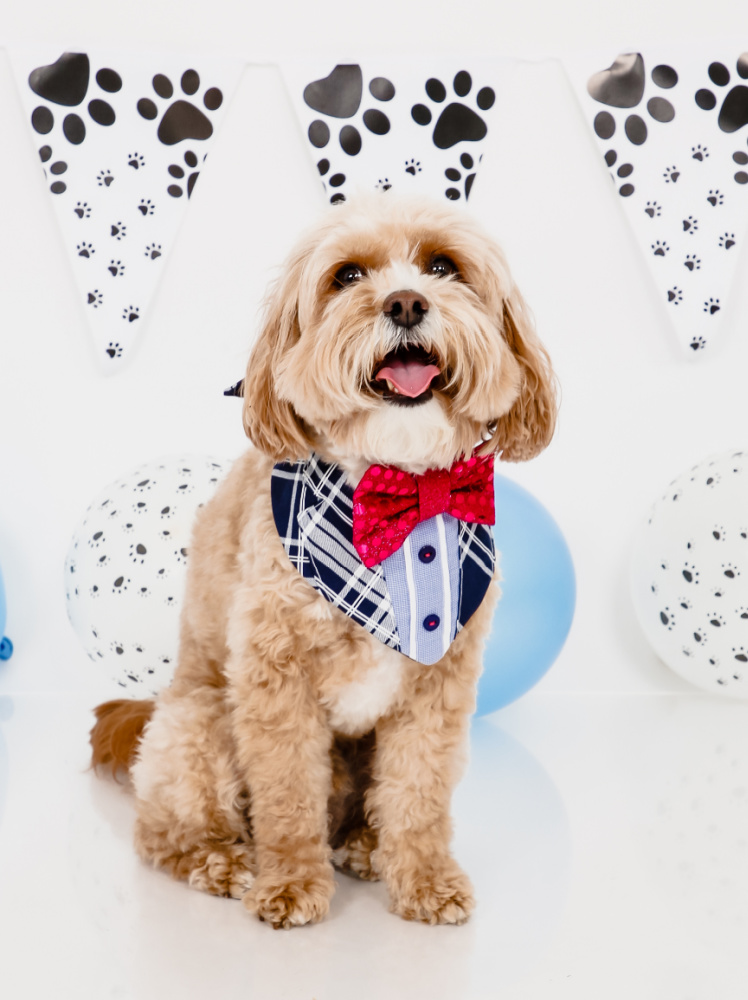 cavoodle sitting in front of paw print bunting with a checked tuxedo and sparkly bow tie. The dog is smiling with his mouth open.