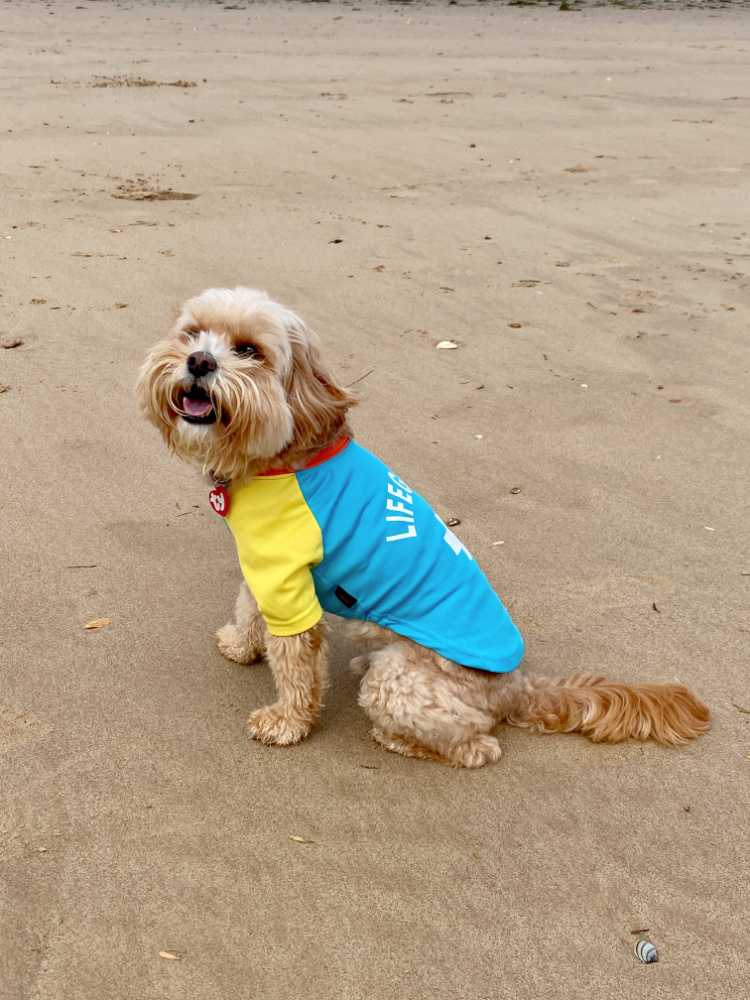 apricot cavapoo in lifeguard rashie sitting on a beach smiling at the camera