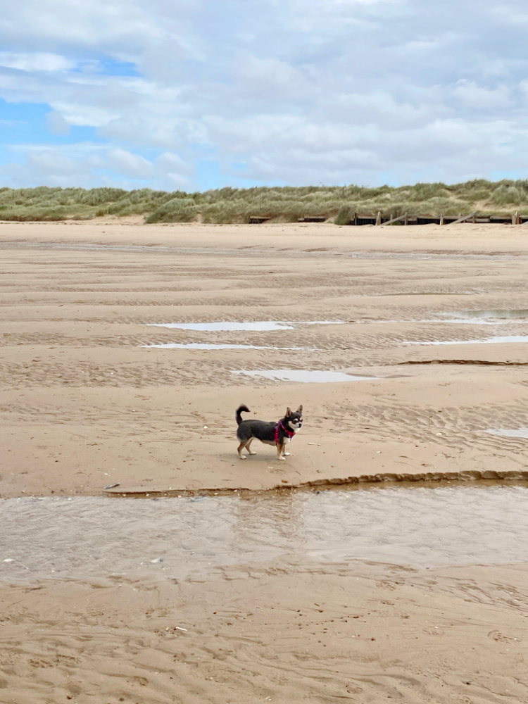chihuahua standing on beach