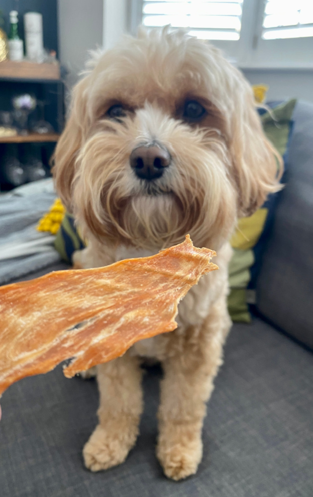 dog looking at a piece of chicken jerky