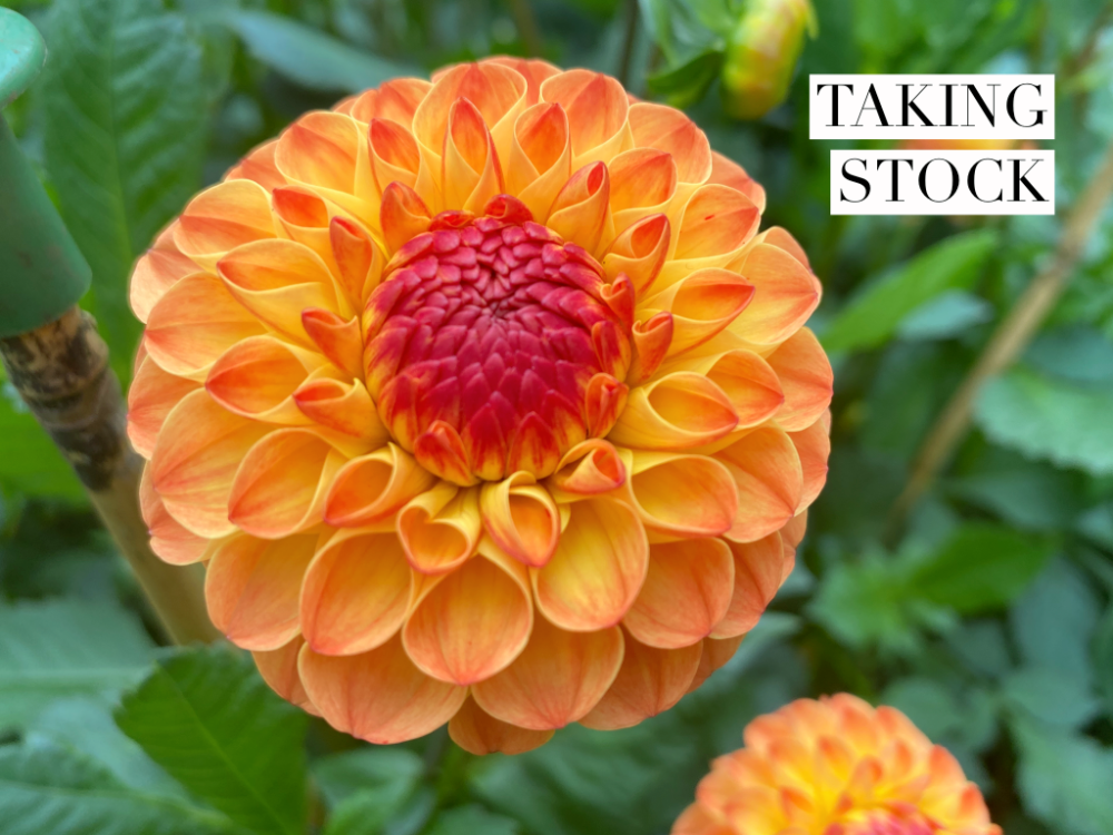 a large deep orange dhalia in full bloom