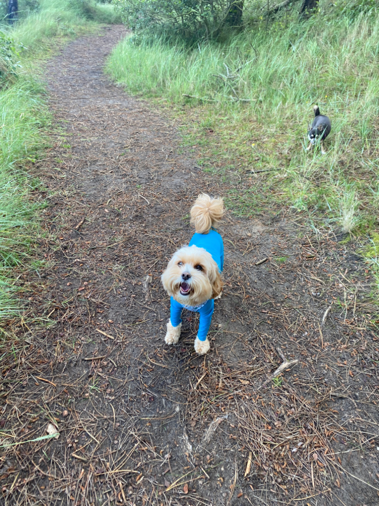 dog in blue onesie on woods trail