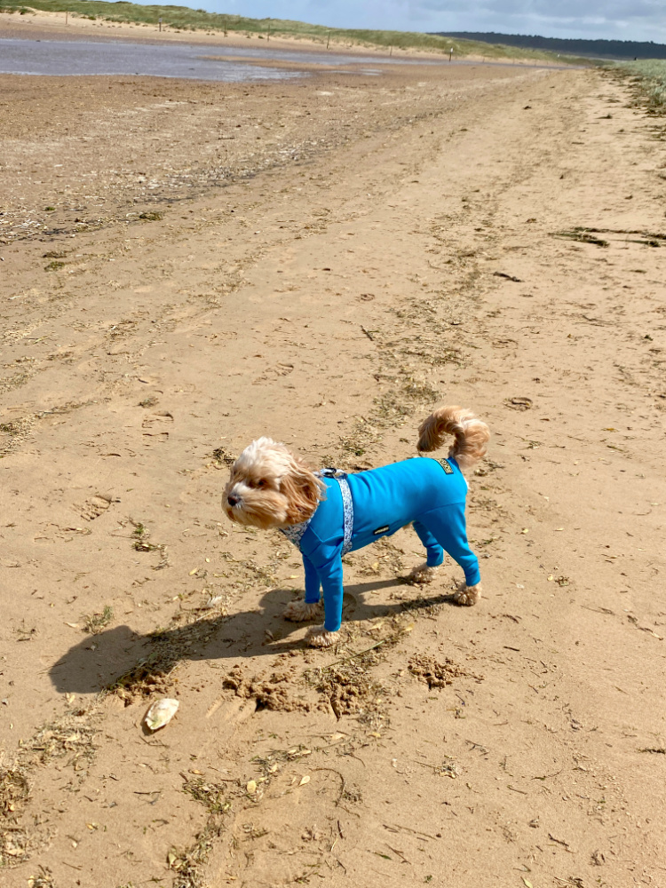 dog in blue onesie standing on sand on a windy day