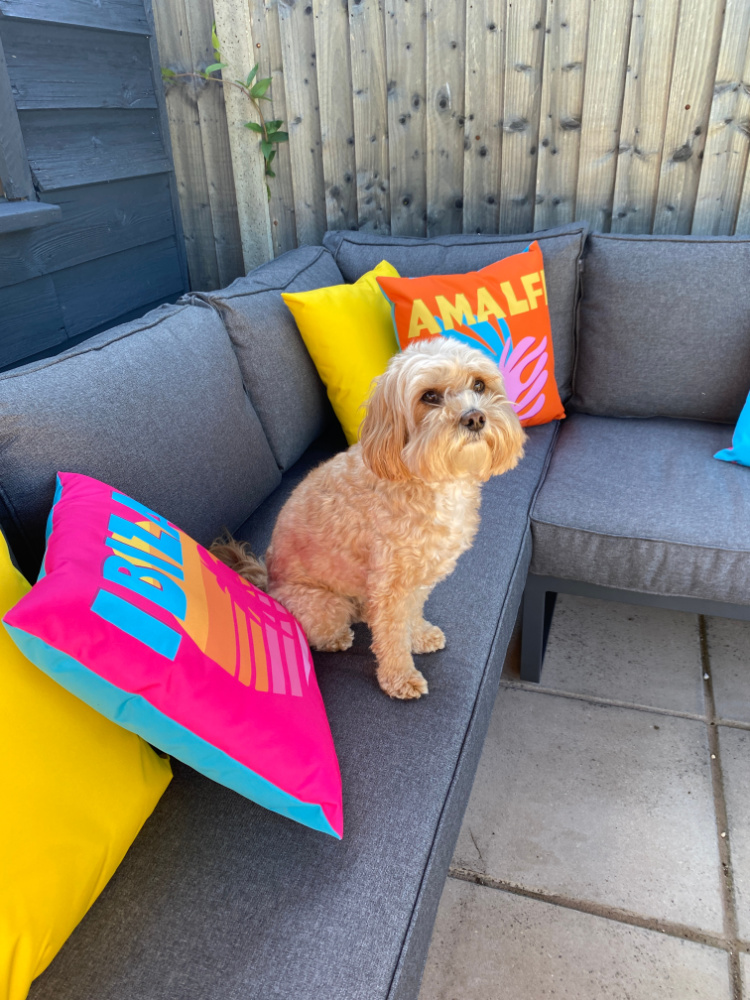 a small cavapoo sitting on an L shaped outdoor lounge with bright cushions