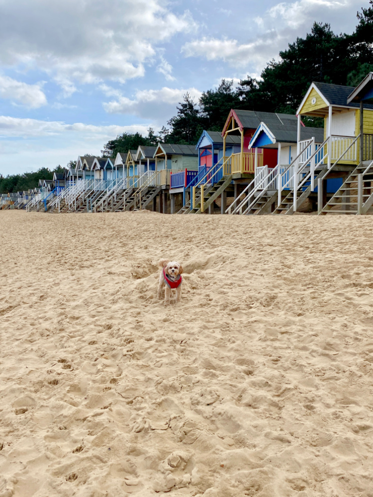 dog standing on beach with beach huts in the background