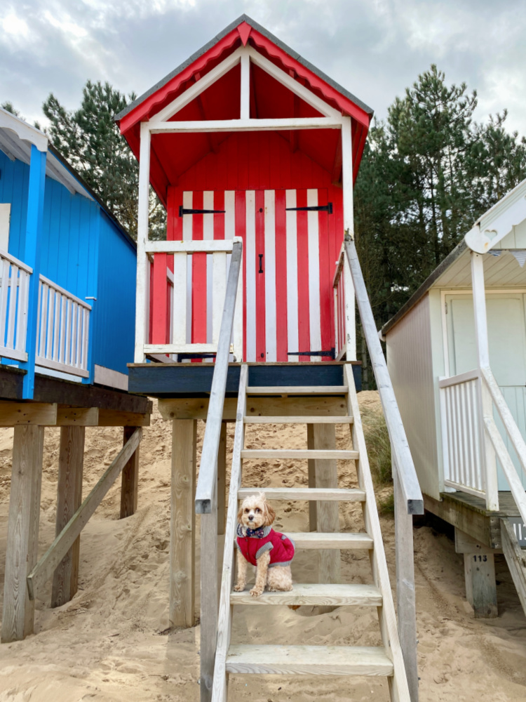 dog sitting on steps of a red and white striped beach hut