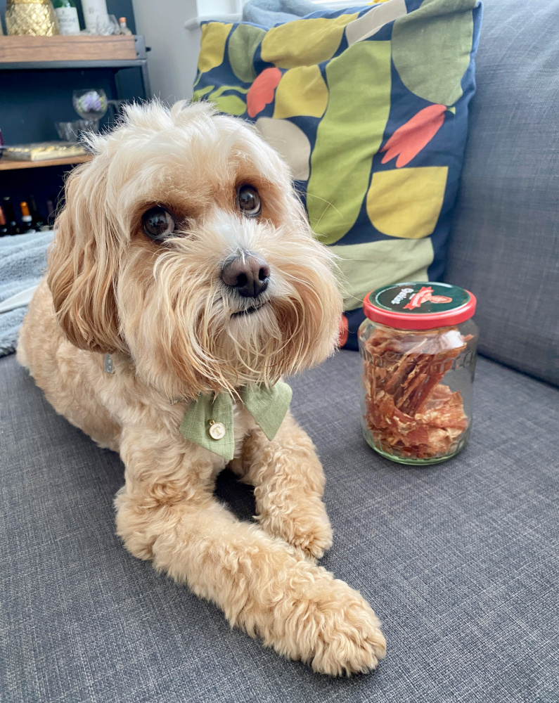 dog sitting next to a jar of chicken jerky