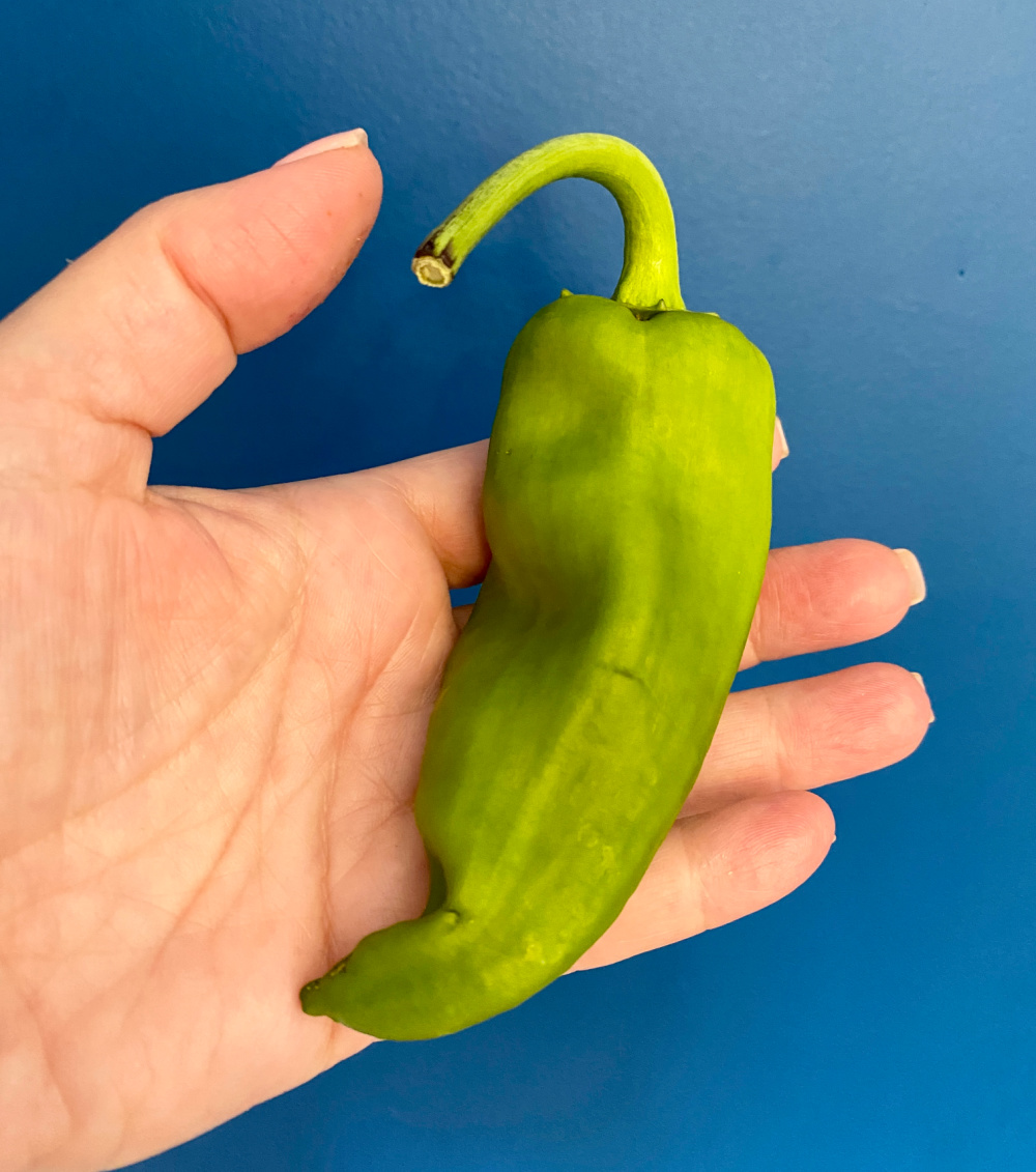 a large green chilli in the palm of a hand