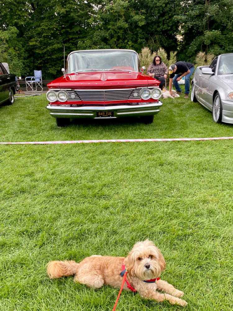 cavapoo lying on the grass and behind him is a red convertible vintage car