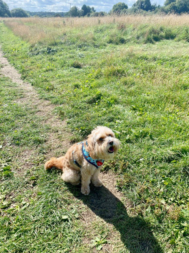 a dog sitting in a path in a big field