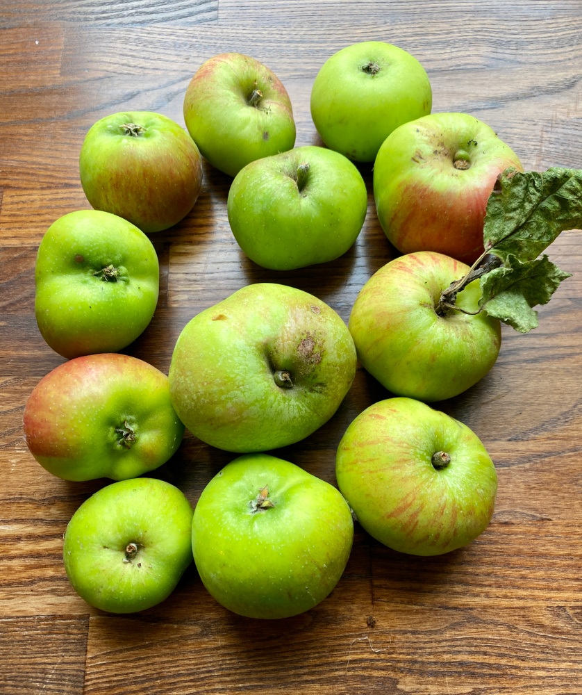 13 bramley apples green and red of varying sizes on a wooden bench top