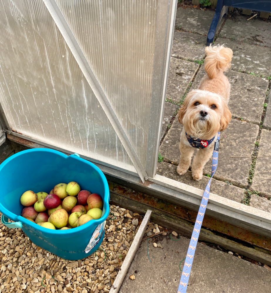 a cavoodle standing in the doorway of a greenhouse. Inside the doorway of the greenhouse is a blue bucket full of apples