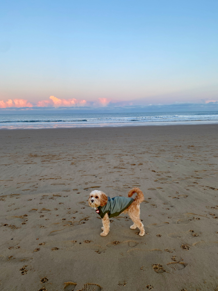 cavapoo in a khaki coat standing on the sand with a blue and pink sky behind him