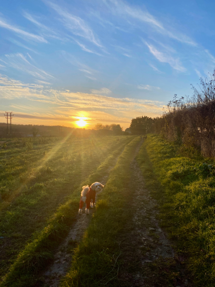 a dog in a red coat standing in a field with the sun setting behind him