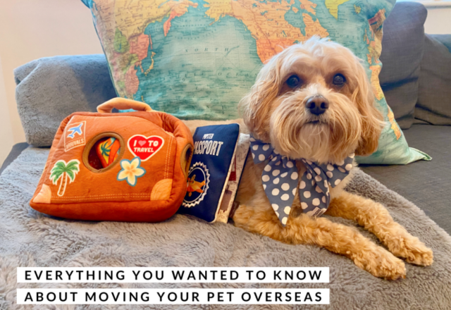 Everything You Wanted to Know About Moving Your Pet Overseas